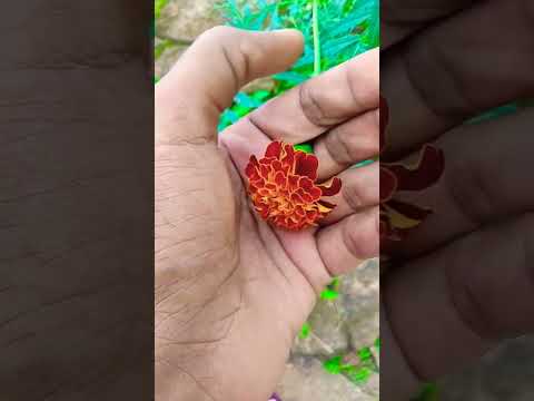 Beautiful flowers 🌺, short video viral # @DhakshamurthyDhaksha # please subscribe 🙏🌷