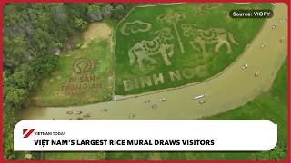 Việt Nam’s largest rice mural draws visitors | Vietnam Today