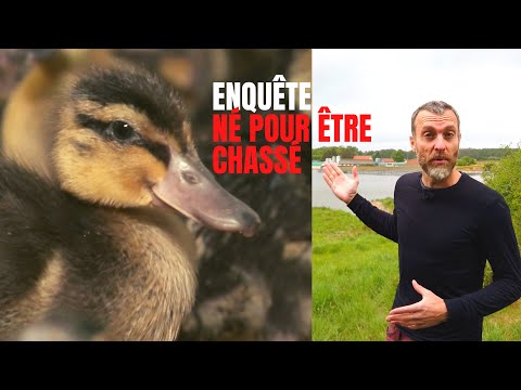 Images exceptionnelles du + gros élevage français de canards pour la chasse