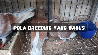 Download lagu Good Breeding Patterns for Player and Breeder Printing mp3