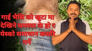 गाई भैसि को खुटा मा देखिने समस्या के हो र येस्को समाधान कसरि गर्ने ! !  #drbhat #agriculture