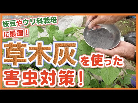 一般的なトネリコの葉