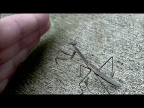 Teaching single strokes to a praying mantis (Or, how to annoy nature)