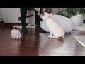 French Bulldog dogs for sale: Sawyer - Video 1