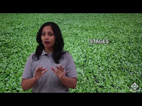 download lagu mp3 mp4 Cost Of Cultivation Of Coriander, download lagu Cost Of Cultivation Of Coriander gratis, unduh video klip Cost Of Cultivation Of Coriander