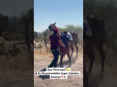 Que pasó aqui‼️🤔 Es Recomendable jugar? Carreras de caballos #caballos #horse