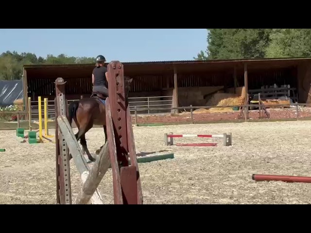 Magnifique Wesphalien de 4 ans