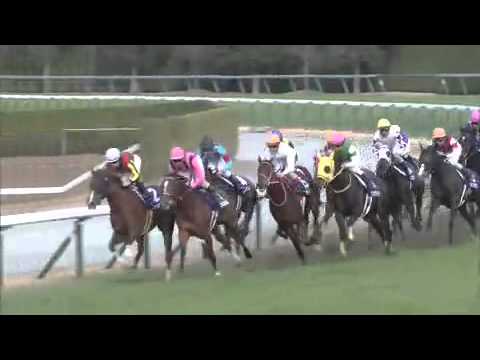 2015.12.13 Hanshin Juvenile Fillies (JPN) - Major Emblem