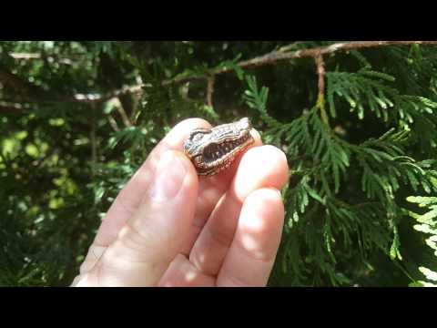 Lion Armory "Alligator" Lanyard Bead