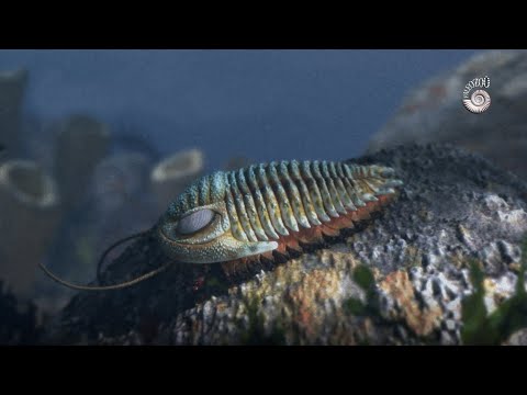 Cambrian Trilobite clade