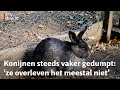 Kinderboerderij in Driebergen ziet steeds meer gedumpte konijnen | RTV Utrecht