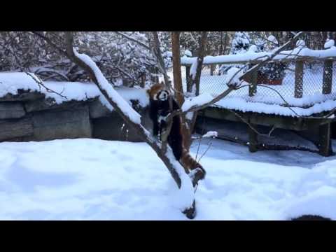 Red Pandas are Having Snow Much Fun