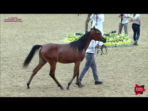 N 68 SUWAIRA AL SHAQAB   21st Qatar National 2018   Yearling Fillies Class 3A