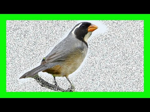 Tanečník zlatozobý (Saltator aurantiirostris) — starostlivosť, voliéra a kŕmenie
