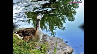 Bonnie Bishop - "Not a Drop of Rain"