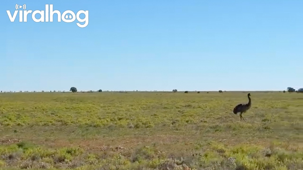Emu Curious About Vehicle || ViralHog