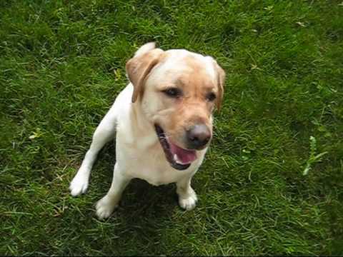 Guthrie Yellow Lab Practices Land Retrieves