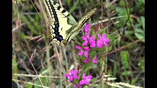 Schmetterlinge im Bauch