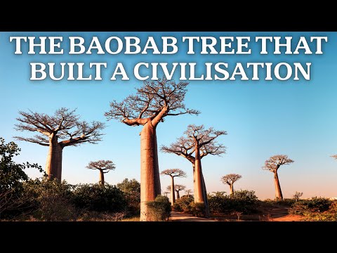 Baobab: How Africa’s Giant Tree Stores More Water Than a City Reservoir