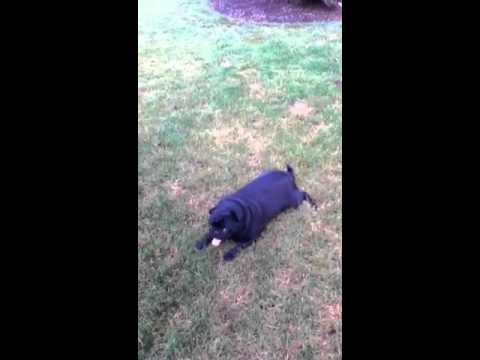 Crazy pug doing crazy 8's
