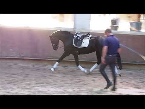 Stute v. For Romance I