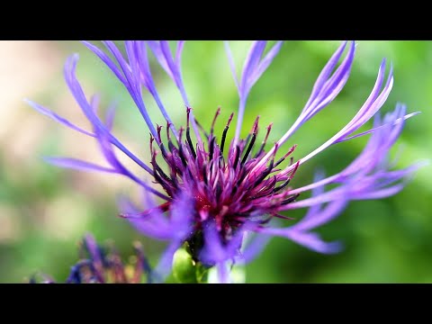 Perennial Cornflower (Centaurea montana)