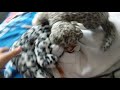 PlushieTales S2 The End Of Silliness Amy Rose Edition Part 6 The Thankfulness Song