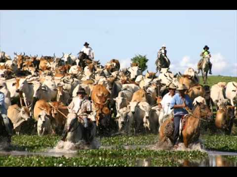 LIBARDO OLARTE M...PICADILLO VEGUERO....wmv