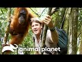 Steve Irwin Makes A Special Connection With Orangutans Crocodile Hunter Animal Planet