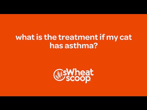 what is the treatment if my cat has asthma?