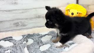 チワワ（ロング）の動画01