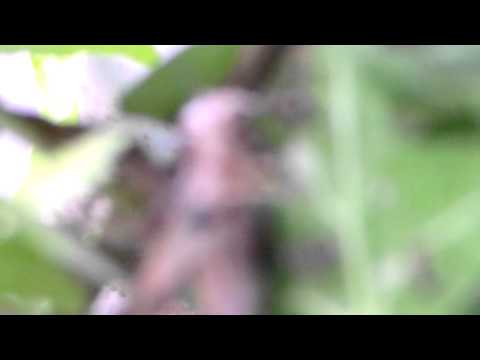 Attaque de fourmis sur ma Jardinière !