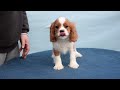 Cavalier King Charles cachorro en venta