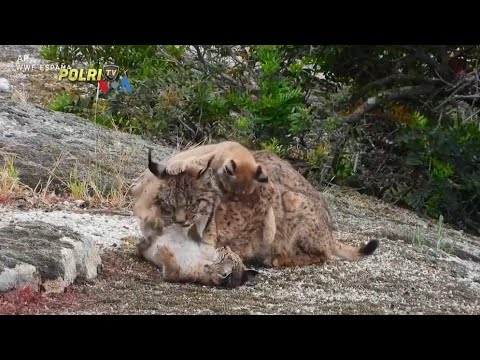 VOA - PEMULIHAN POPULASI SATWA LIAR DARI AMBANG KEPUNAHAN