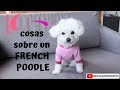 10 cosas que debes saber sobre los French Poodle - Tips by Natalia Ospina