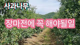 6월말 사과나무 장마전에 꼭 해야될일