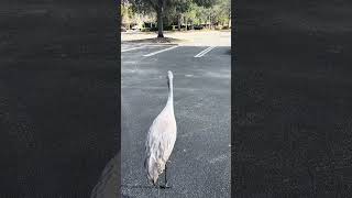 Only in Florida  they don’t move from your parking space #farming #birds #crane #shorts