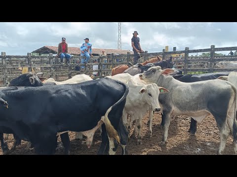 Feira de gado de Lagoa do Ouro PE 08/04/2026