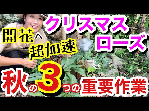 素晴らしいクリスマスローズを咲かせるための 10 のヒント 植物