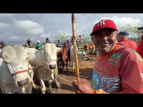 Feira de Gado em Senador Rui palmeira - AL 21 - 07 - 2926 #nordeste