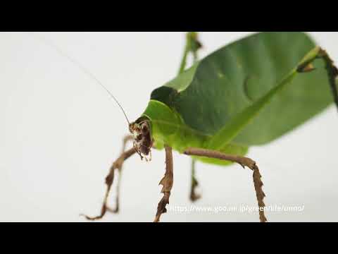 コノハギスの歩き方　#海野和男　#デジタル昆虫記