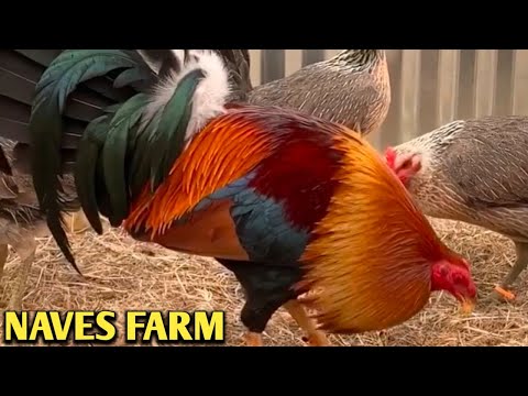 Larry Romero Kelso Grey Albany - NAVES FARM