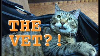 Dental Emergency & Jax Goes To The Vet