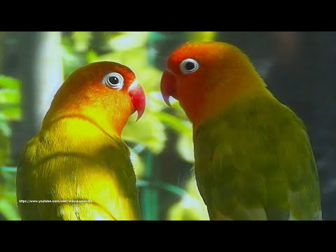 Two Fischer's Lovebirds Chirp From Midday to Late Afternoon