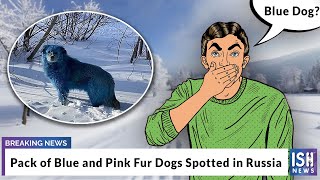 Pack of Blue and Pink Fur Dogs Spotted in Russia