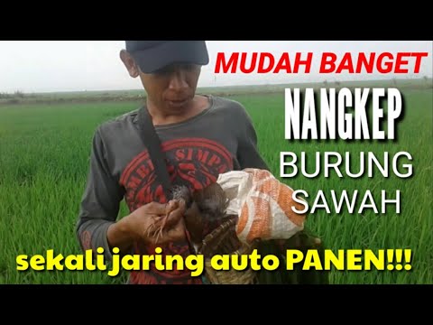 download lagu mp3 mp4 Burung Sawah, download mp3 Burung Sawah free download mp3, download mp3 Burung Sawah