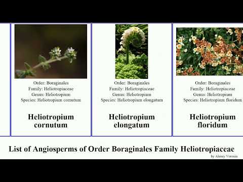 List of Angiosperms of Order Boraginales Family Heliotropiaceae heliotropium heliotrope garden