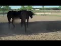 Horse Mating Close Up Check Your Horses Before Mating