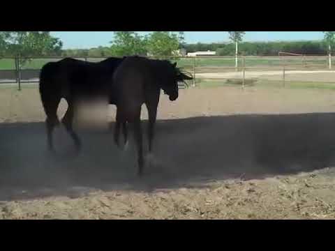 Horse Manting