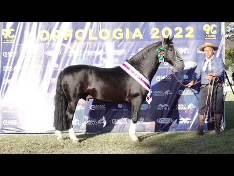 HECHO A MANO DOS CASTANHEIROS TE  - 4º Melhor Macho na Passaporte Pelotas 2022